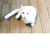 カオマニー×マンチカン(短足)