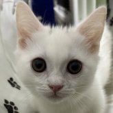 マンチカン(短足)