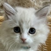 サイベリアン