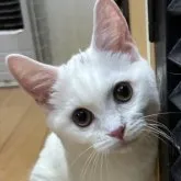 マンチカン(短足)
