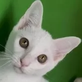 カオマニー