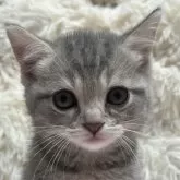 マンチカン(長足)