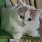 サイベリアン