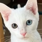 カオマニー