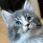 メインクーン【福島県・男の子・2024年12月3日・ブルータビー&ホワイト】の写真1「ゴールドアイ💎」