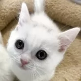 マンチカン(短足)