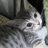 マンチカン(短足)