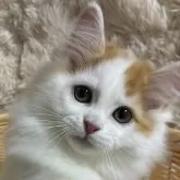 サイベリアン