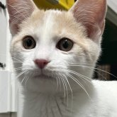 マンチカン(長足)