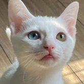 カオマニー