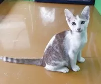 カオマニー【福島県・男の子・2025年1月21日・茶、白】の写真2