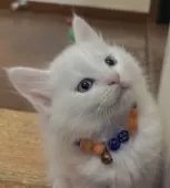 メインクーン【福島県・男の子・2024年12月12日・ホワイト】の写真2「かっこいい顔つきになってきました(* 