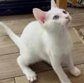 カオマニー【福島県・女の子・2025年6月14日・ホワイト】の写真3