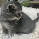 マンチカン(長足)【福島県・男の子・2026年1月16日・ブルータビー】の写真3