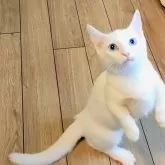 カオマニー×マンチカン【福島県・女の子・2025年4月27日・ホワイト】の写真3