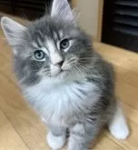 メインクーン【福島県・男の子・2024年12月3日・ブルータビー&ホワイト】の写真3「お顔が大きいのです(๑•̀ㅁ•́ฅ✨」