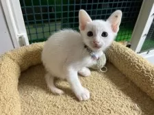 カオマニー【福島県・男の子・2024年12月12日・ホワイト】の写真4