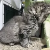 マンチカン(長足)【福島県・女の子・2025年11月26日・ブラウンタビー】の写真4