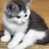 マンチカン(長足)【福島県・男の子・2025年6月11日・ブルー&ホワイト】の写真4