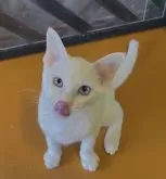 カオマニー【福島県・男の子・2024年12月25日・ホワイト】の写真4