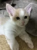 マンチカン(短足)【福島県・女の子・2026年7月29日・ホワイト系/クリーム系】の写真5