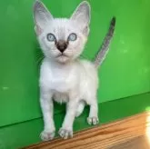 カオマニー【福島県・男の子・2025年9月19日・ブルーリンクスポイント】の写真5