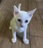 カオマニー×マンチカン【福島県・女の子・2025年4月27日・ホワイト】の写真9