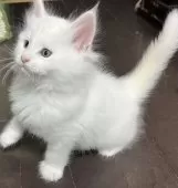 メインクーン【福島県・男の子・2025年11月7日・ホワイト】の写真6