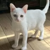 カオマニー【福島県・女の子・2025年6月14日・ホワイト】の写真7