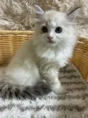 サイベリアン【福島県・男の子・2026年5月8日・ブルー・シルバー系】の写真7