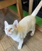 カオマニー【福島県・男の子・2024年11月2日・クリーム&ホワイト】の写真7