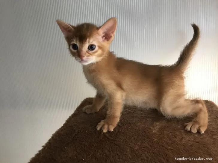 ID:1705-01323の子猫