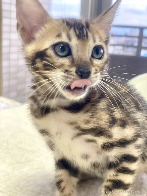 倉上愛実ブリーダーのブログ：ブラウンの男の子🐾産まれて63日経ちました♪🐾💘🍀