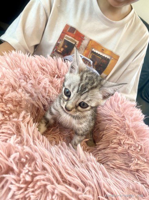 倉上愛実ブリーダーのブログ：7月16日生まれのベンガルの女の子🎀新しいご家族様が決まりました♪😊