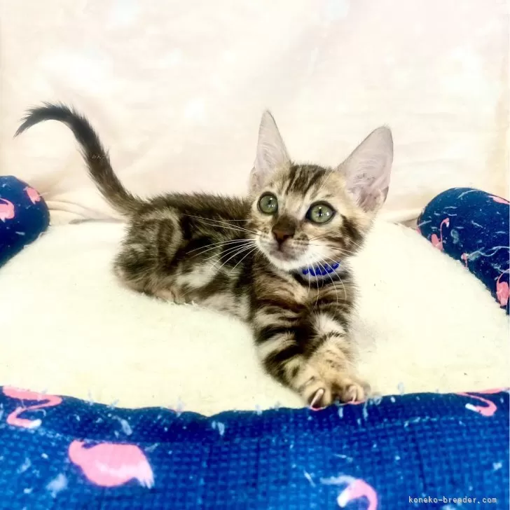 ID:2408-00506の子猫