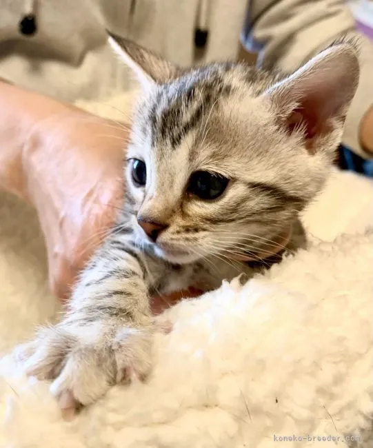 ID:2201-02061の子猫