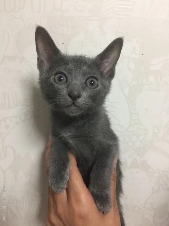 ID：1806-00500の子猫