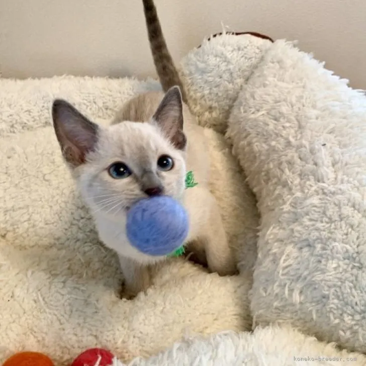 ID：2309-01844の子猫