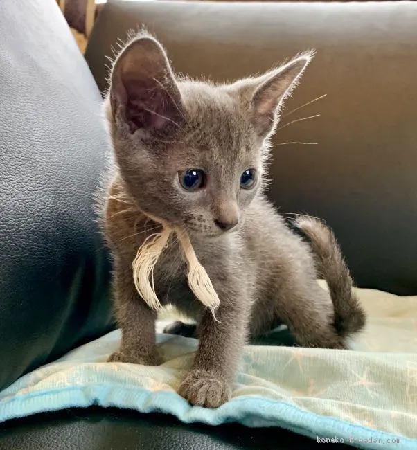 ID：1907-00813の子猫