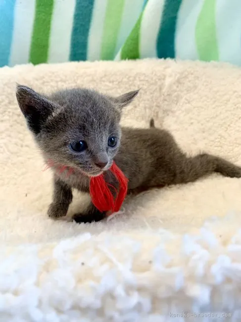 ID：2204-02257の子猫