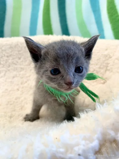 ID：2204-02255の子猫