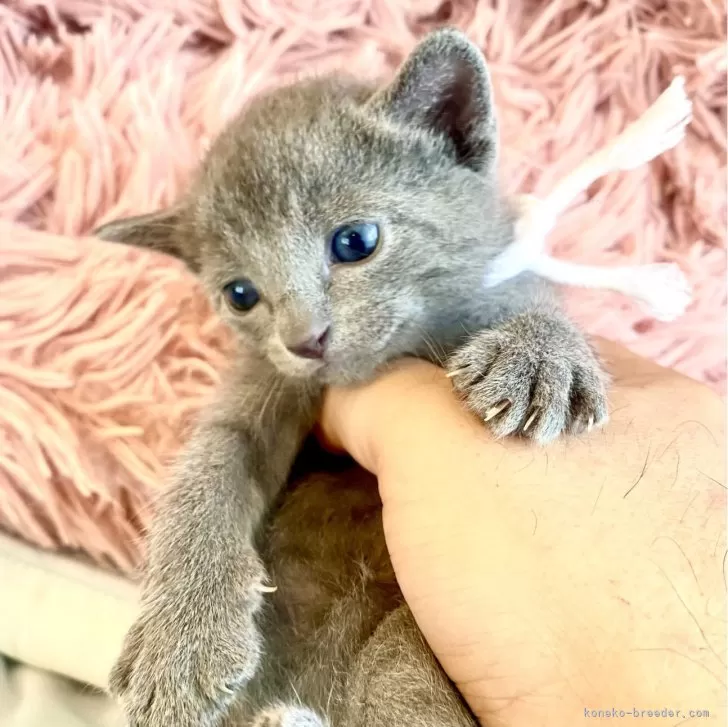 ID：2406-01895の子猫