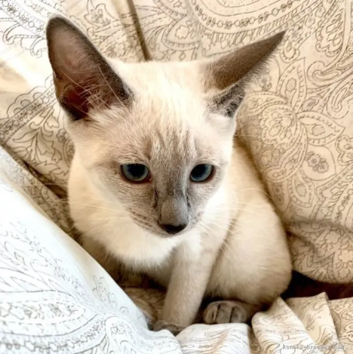ID：2302-02052の子猫