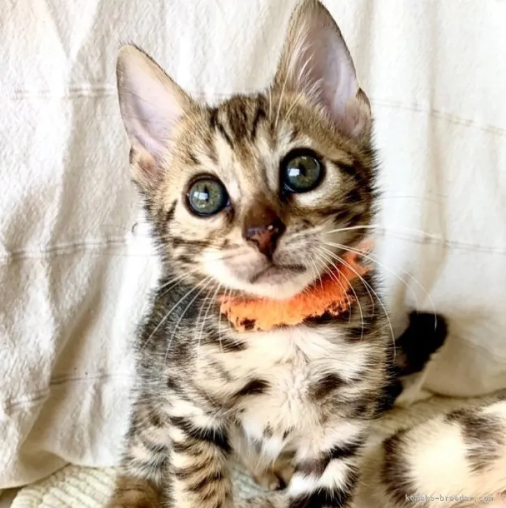 ID:2306-03569の子猫