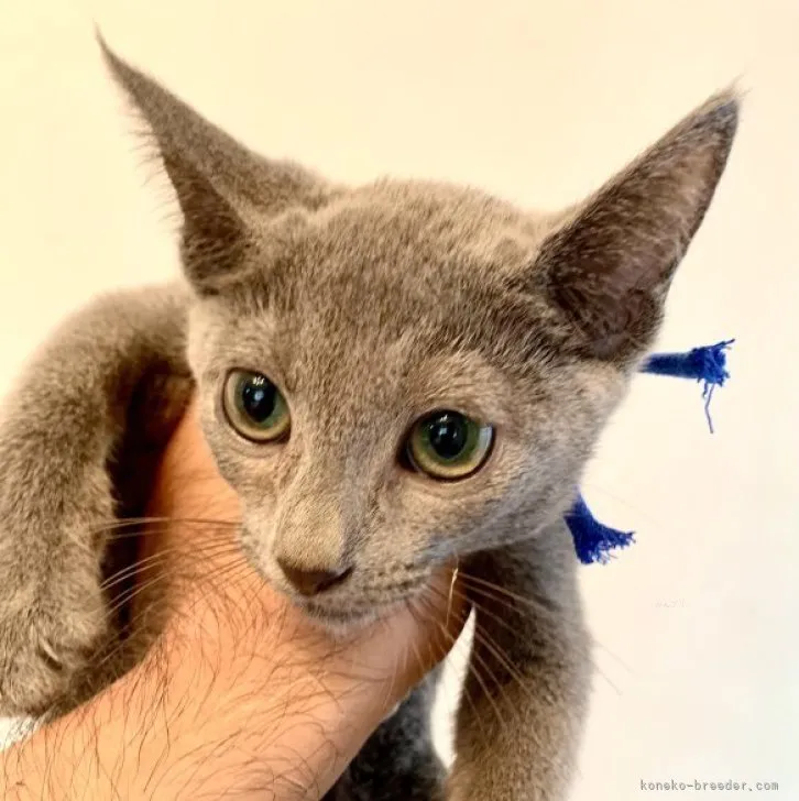 ID：2307-00827の子猫