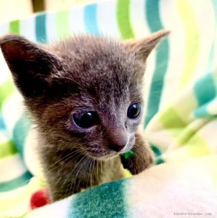 ID:2211-02581の子猫