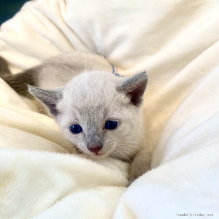 ロシアンブルー【東京都・男の子・2024年8月18日・ブルーポイント