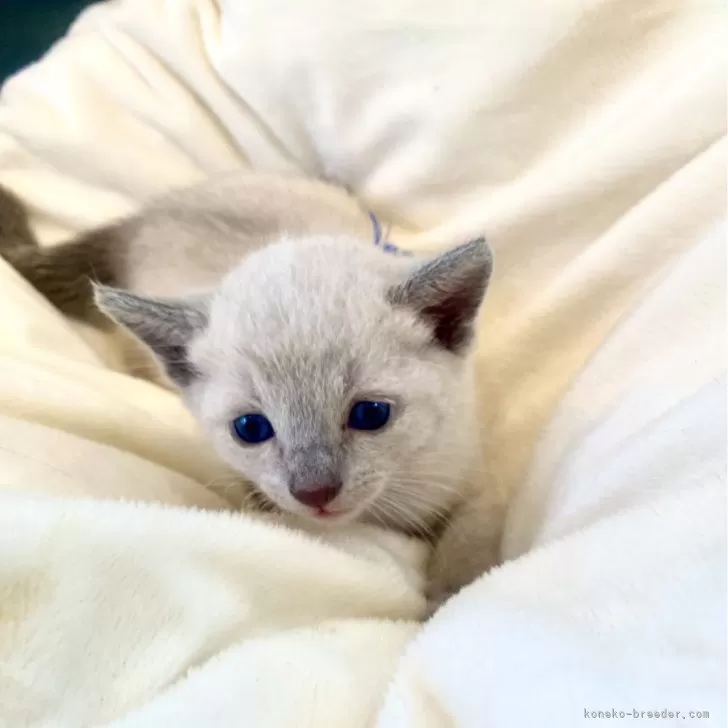 ID：2409-00937の子猫