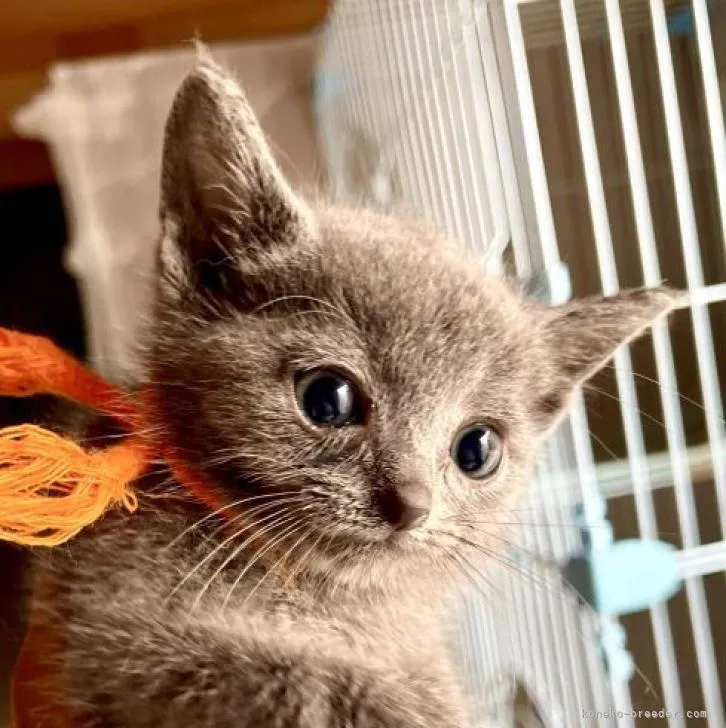 ID：2208-02926の子猫