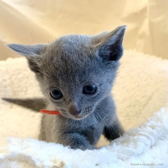 ID:2202-01710の子猫